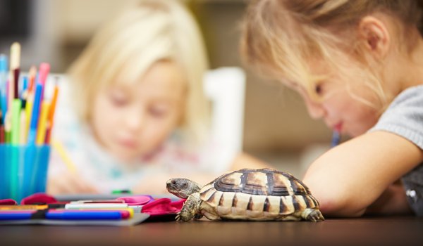 żółw na stole, obok dzieci odrabiających pracę domową