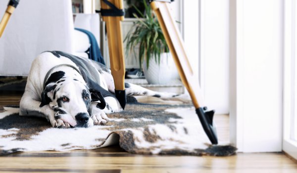 pies leżący na dywaniku